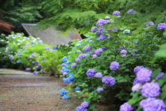 紫陽花