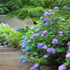 紫陽花