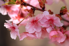 河津桜