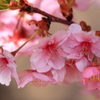 河津桜