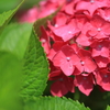 紫陽花