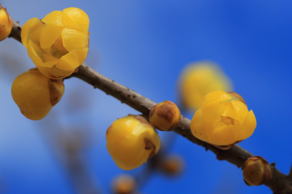 冬陽に透ける黄の蝋梅