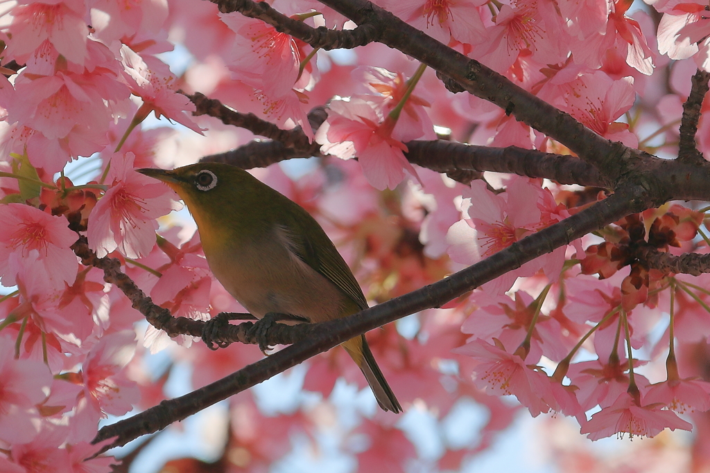 河津桜とメジロ