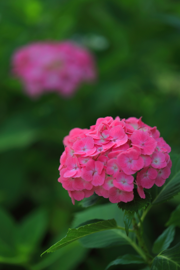 紫陽花