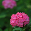 紫陽花