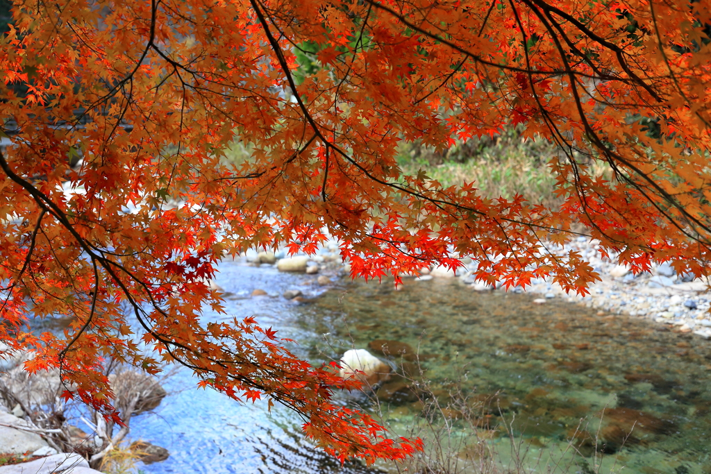 紅葉