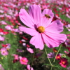 コスモス