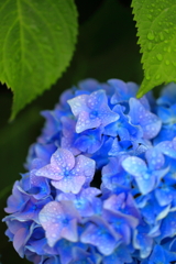 雨ぬ濡れた紫陽花