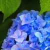 雨ぬ濡れた紫陽花