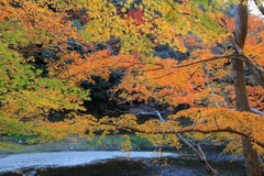 天神峡の紅葉