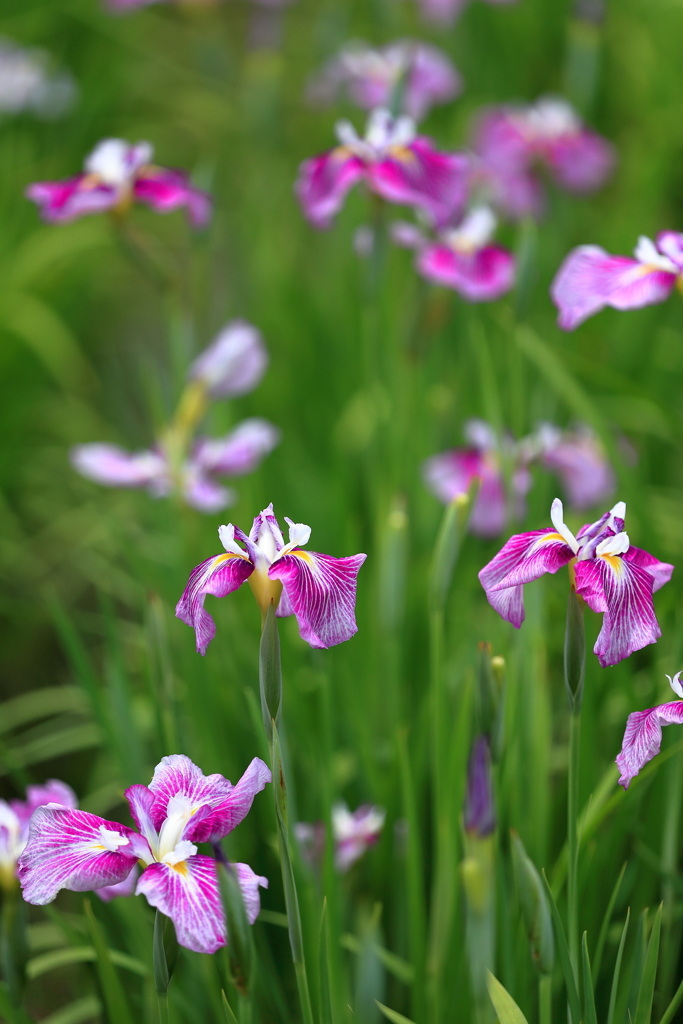 花菖蒲