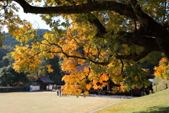 旧閑谷学校　楷の木