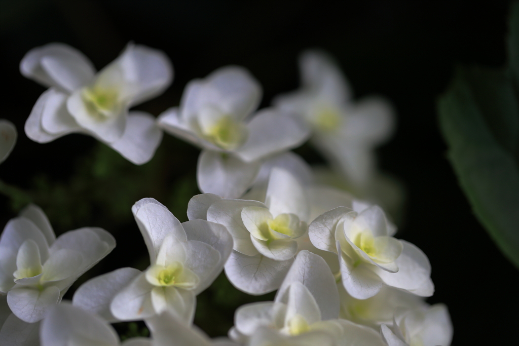 紫陽花