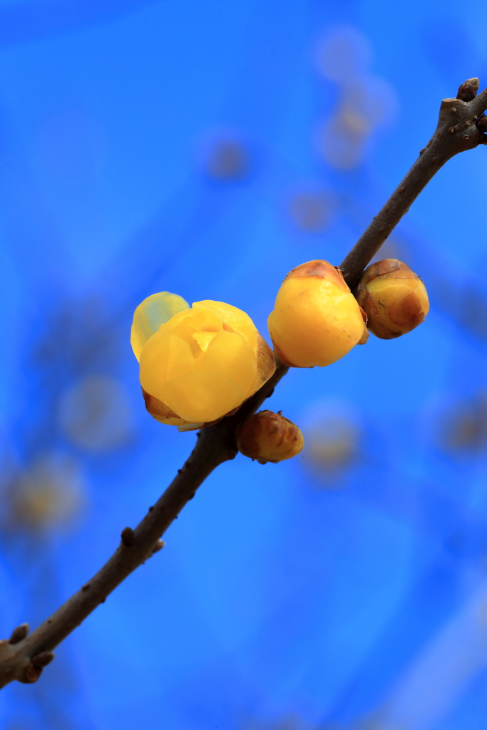 冬陽に透ける黄の蝋梅