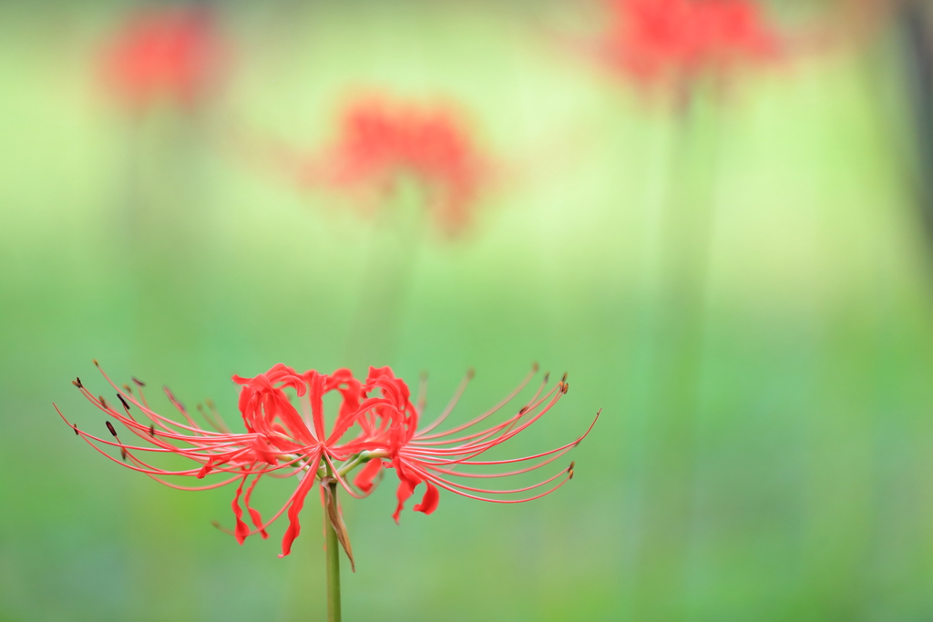 曼珠沙華