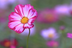 秋桜