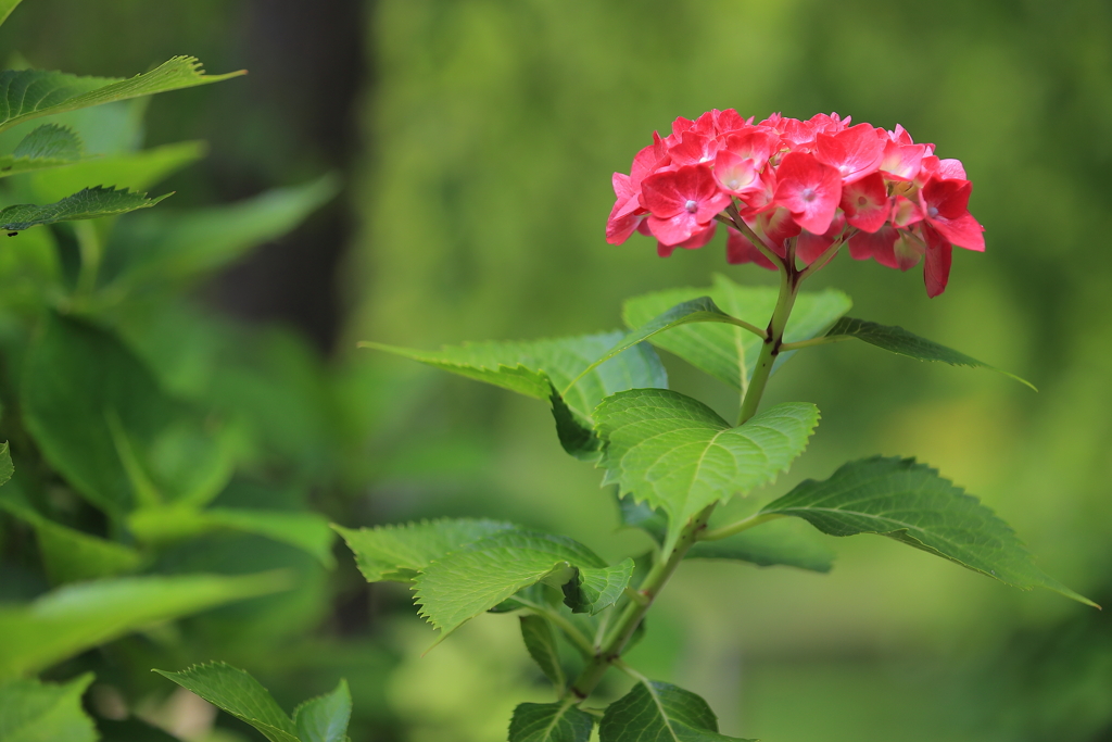 紫陽花