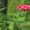 紫陽花