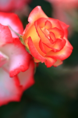 薔薇