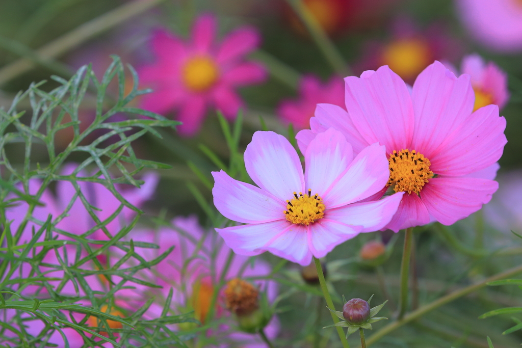 秋桜