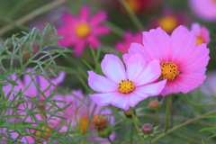 秋桜