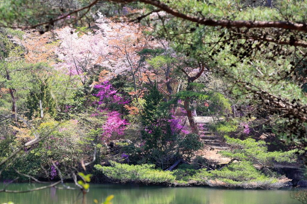 深山公園の春