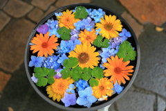 夏の花