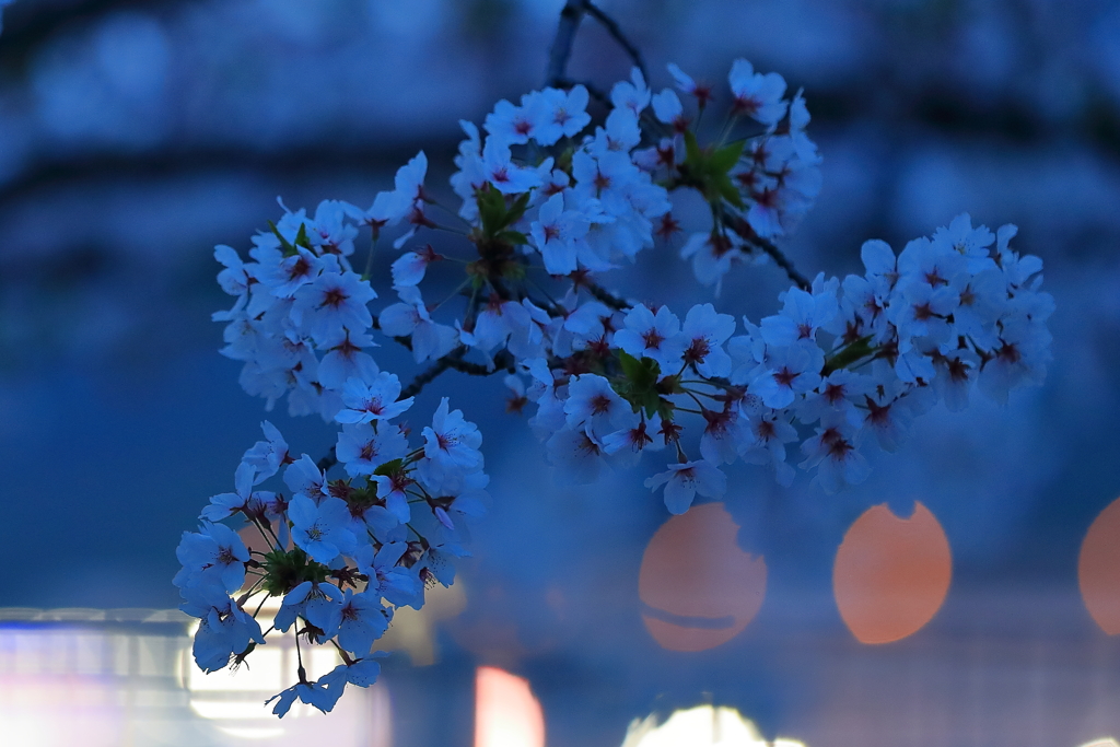 夜桜