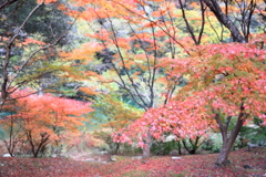 紅葉