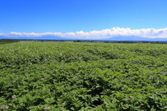 北海道ジャガイモ畑