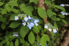 山紫陽花