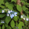 山紫陽花