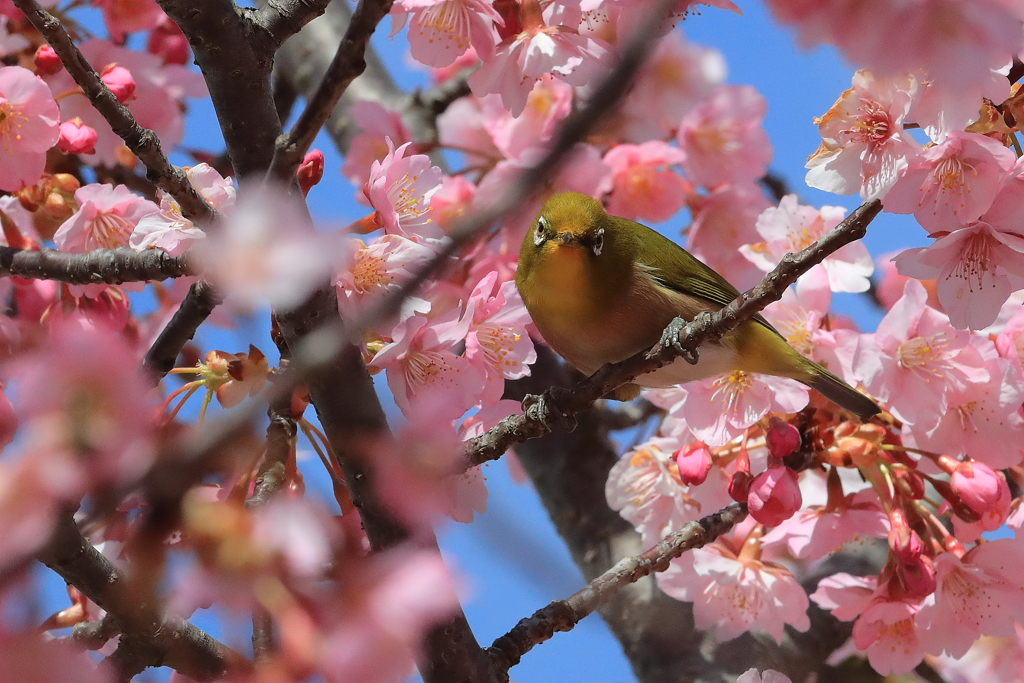 メジロと河津桜