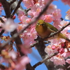メジロと河津桜