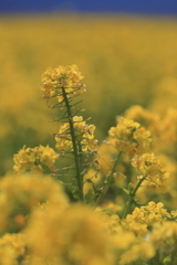 菜の花