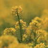 菜の花