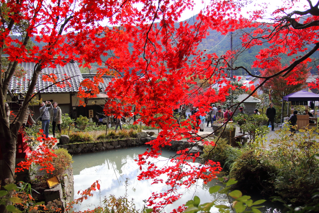 丹波篠山の紅葉6