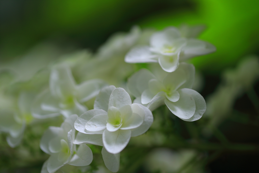 紫陽花