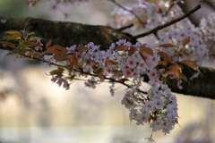 深山公園の山桜