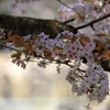 深山公園の山桜