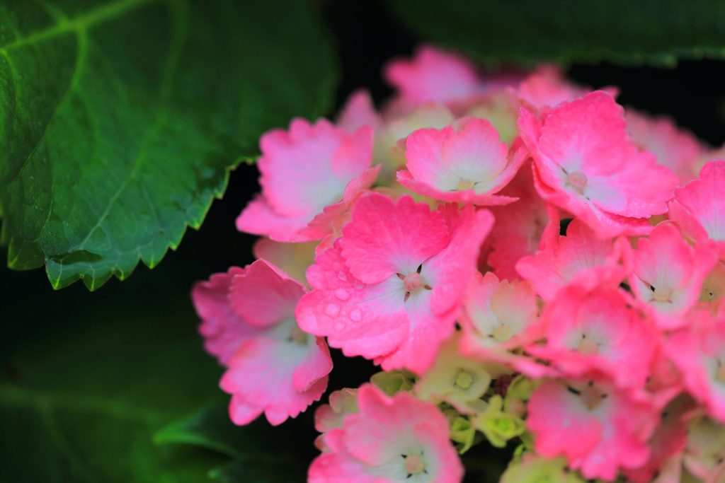 雨ぬ濡れた紫陽花