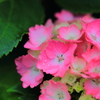 雨ぬ濡れた紫陽花