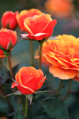 薔薇