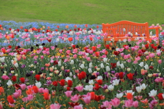 国営讃岐まんのう公園の春