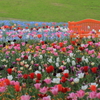 国営讃岐まんのう公園の春