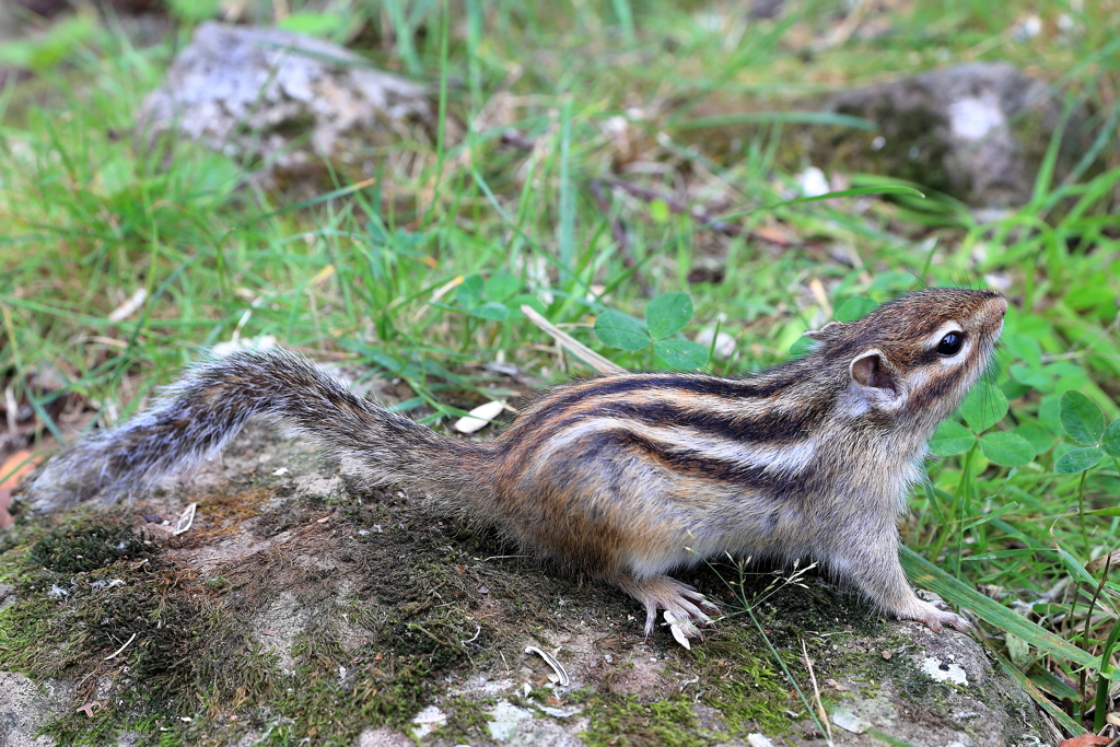 シマリス