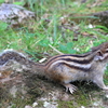 シマリス
