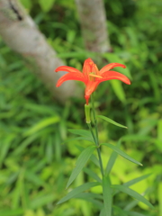 姫百合