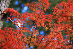 紅葉