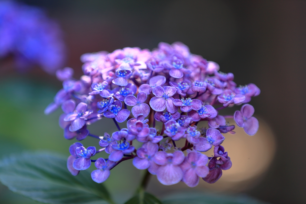 紫陽花